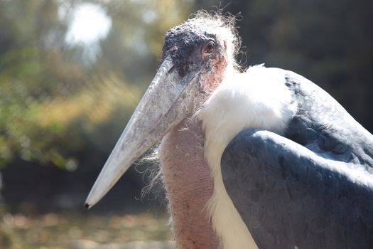 Marabou bird in wild nature. Africa