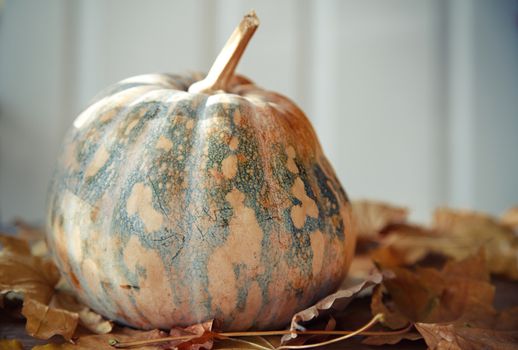 Pumpkin for Halloween with autumn leaves. Horizontal photo