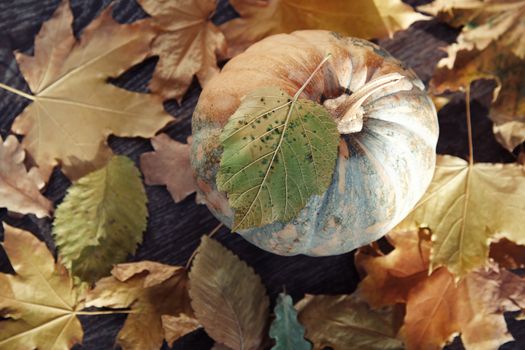 Pumpkin for Halloween with autumn leaves. Horizontal photo