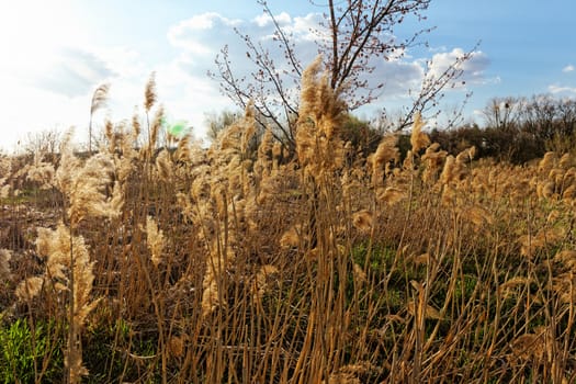 Reed in cloudy bright weather, the wind