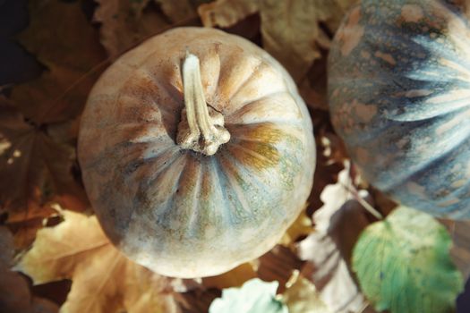 Pumpkins for Halloween with autumn leaves. Horizontal photo