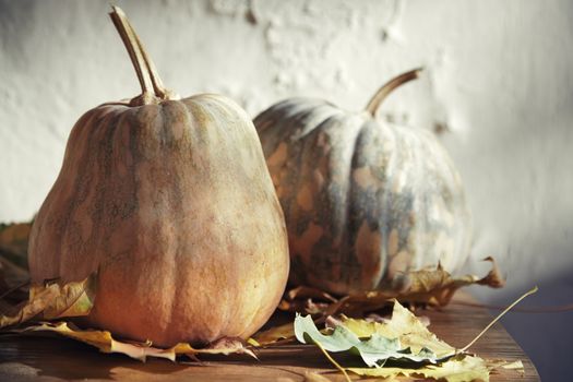 Pumpkins for Halloween with autumn leaves. Horizontal photo