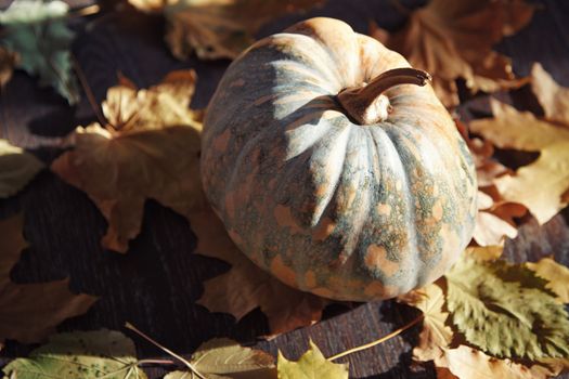 Pumpkin for Halloween with autumn leaves. Horizontal photo