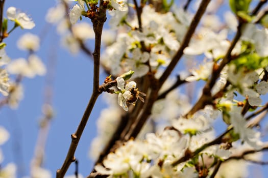 blossom tree with a bee pollination