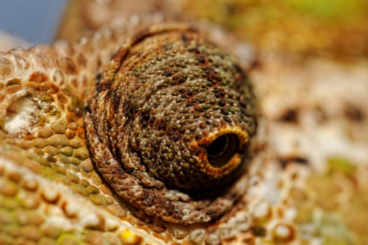 Chameleon on the leaf (Chamaeleo calyptratus)