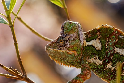 Chameleon on the leaf (Chamaeleo calyptratus)