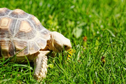 African Spurred Tortoise (Geochelone sulcata) in the garden