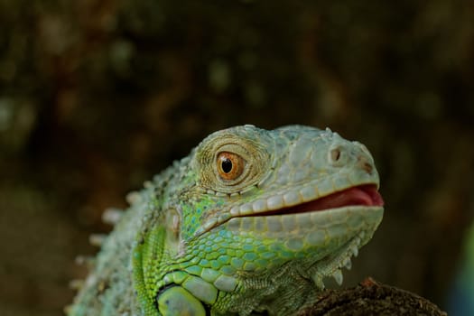 portrait about a green iguana on the tree