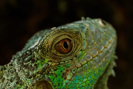 portrait about a green iguana on the tree