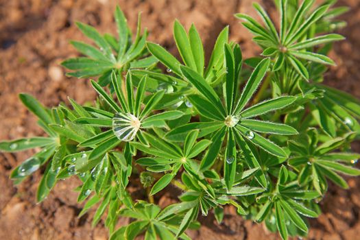 Spring in garden. Lupine with water drops.