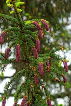 pine tree with fresh pine shoots and red pinecones