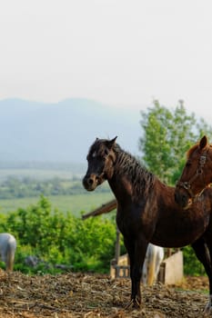 horses in the paddock