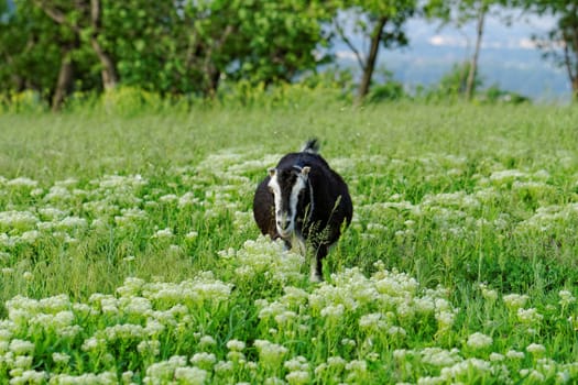 Goats grazing in the meadow