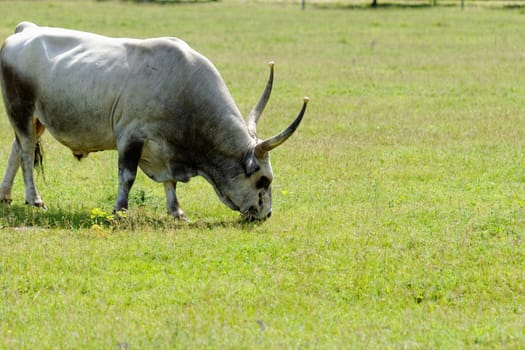 Ruminant Hungarian gray cattle bull on grass