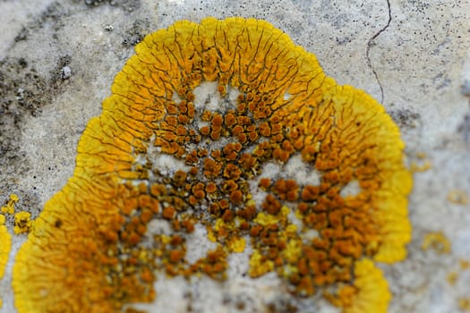 Macro photo of the mushroom on the rocks