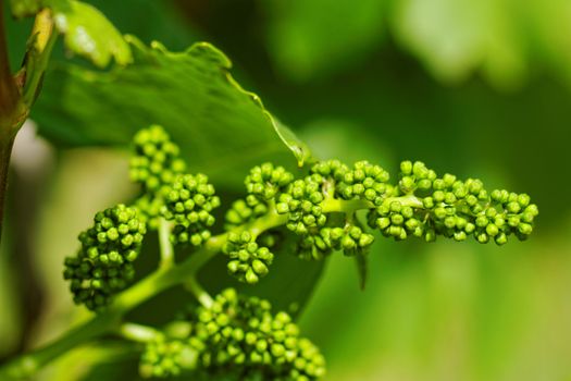 baby green grapes on the vine