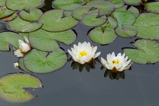 water lily on the small Lake