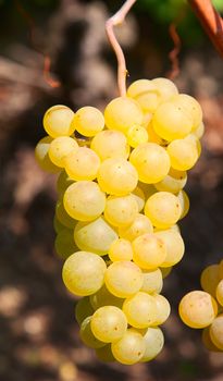 Ripe yellow grapes in the vineyard