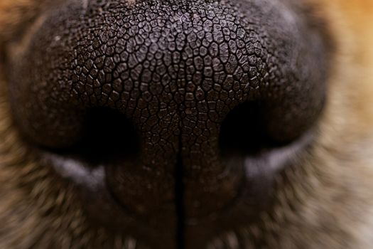 Close-up of a dog's nose