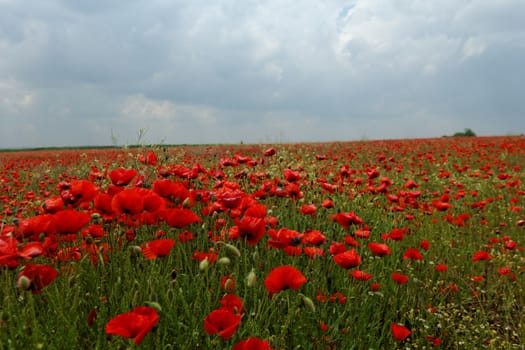 Huge red colored poppy field