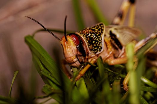 one locust eating the grass in the nature