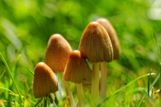 Mushroom growing in the grass