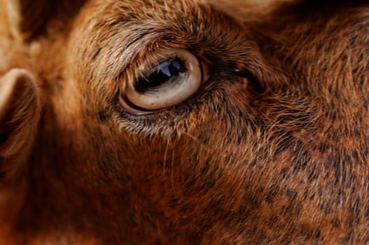 close up picture about yellow goats eye