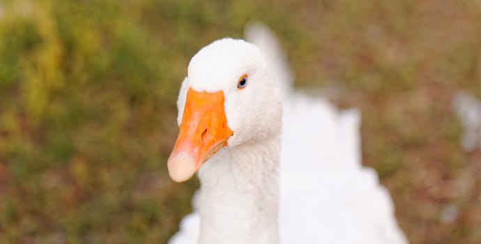 White geese with blue eyes, in farm