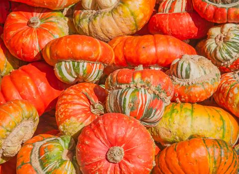 Colorful pumpkins collection on the autumn market