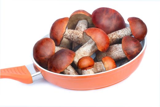 Strong, beautiful mushrooms, aspen mushrooms are in a frying pan for cooking. Presented on a white background.