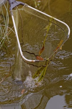 fish landing nets in the lake with plants