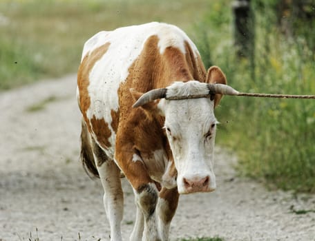 motley cow graze in a field (free range)