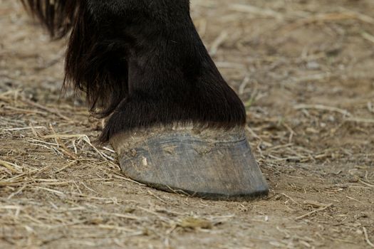 black horse leg and hoof without horseshoe