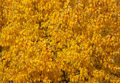 Fragment of the thick crown of a tree in autumn with a lot of leaves of yellow color (background image).