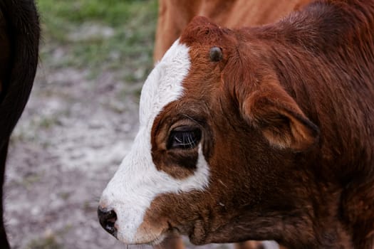 motley cow graze in a field (free range)