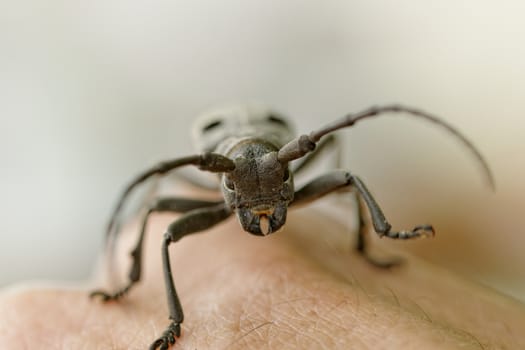 Macro portrait of the Capricorn Beetle on human arm (man's hand)