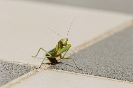 huge green praying Mantis on the floor (Mantodea, mantises, mantes)