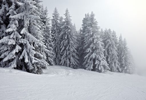 Forest in winter covered by snow