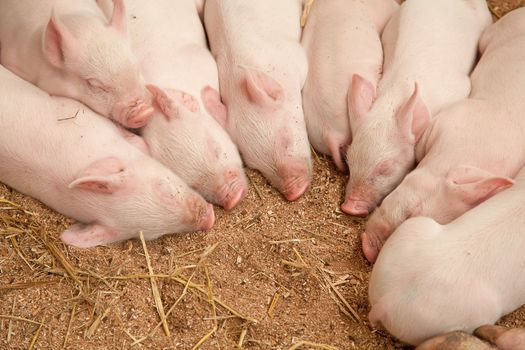 Young pigs sleeping in the barn