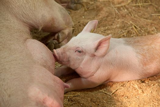 Young pig with mother in the barn