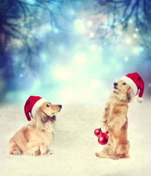 Two Dachshund dogs with Santa hats together on the snow in the night