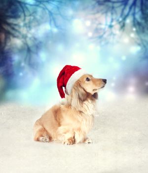 Dachshund dog with Santa hat sitting on the snow in the night