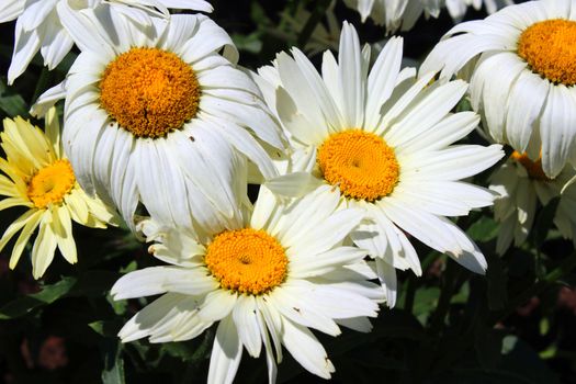 White Daisy flowers show their face to the bright sunshine.