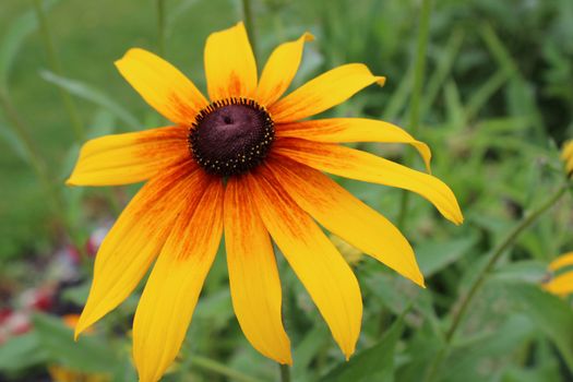 The Yellow Daisy flower can be either wild or cultivated for your garden.