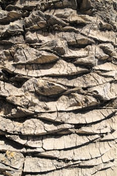 Close up of the Bark of a Textured  Palm Tree