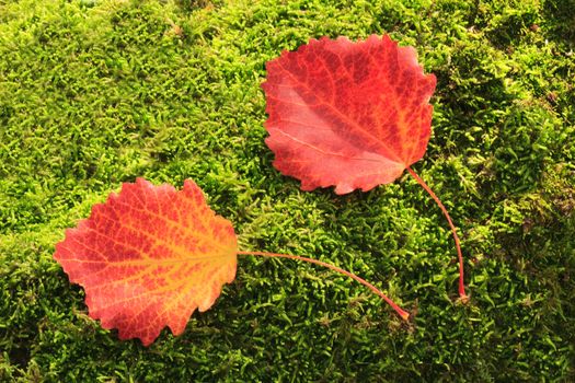 Beautiful red leaves , fallen from aspen, lie on the ground on the background of green moss.