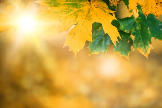 autumn leaves with sunlight, bokeh and shallow focus
