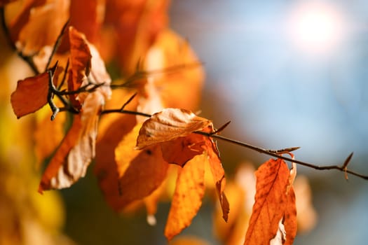 Autumn background with orange leaves shallow focus and sun