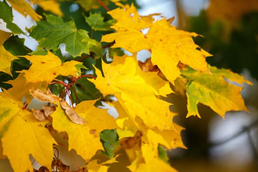 Autumn background with yellow and green maple leaves