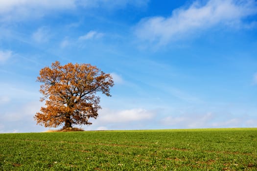 alone orange autumn tree on a green meadow and blue sky with clouds